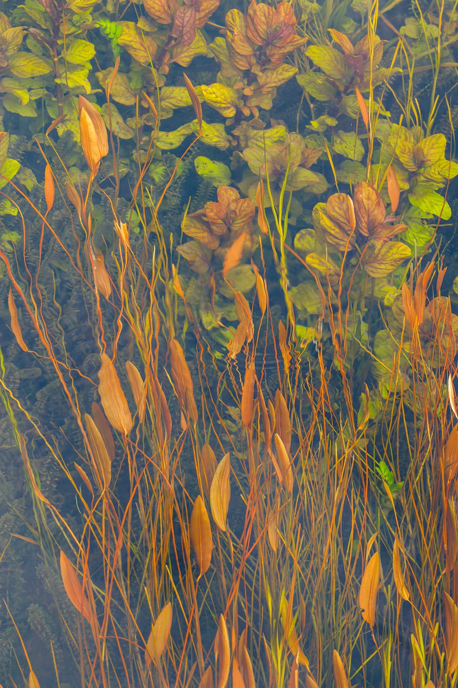 Floating pondweed (Potamogeton natans) in Biotopo delle Risorgive di Flambro, Italy. Floating pondweed (Potamogeton natans) in Biotopo delle Risorgive di Flambro, Italy.